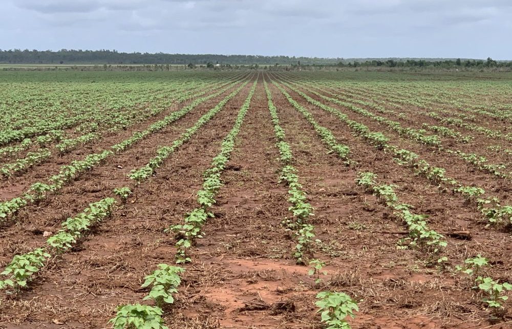 cotton farm